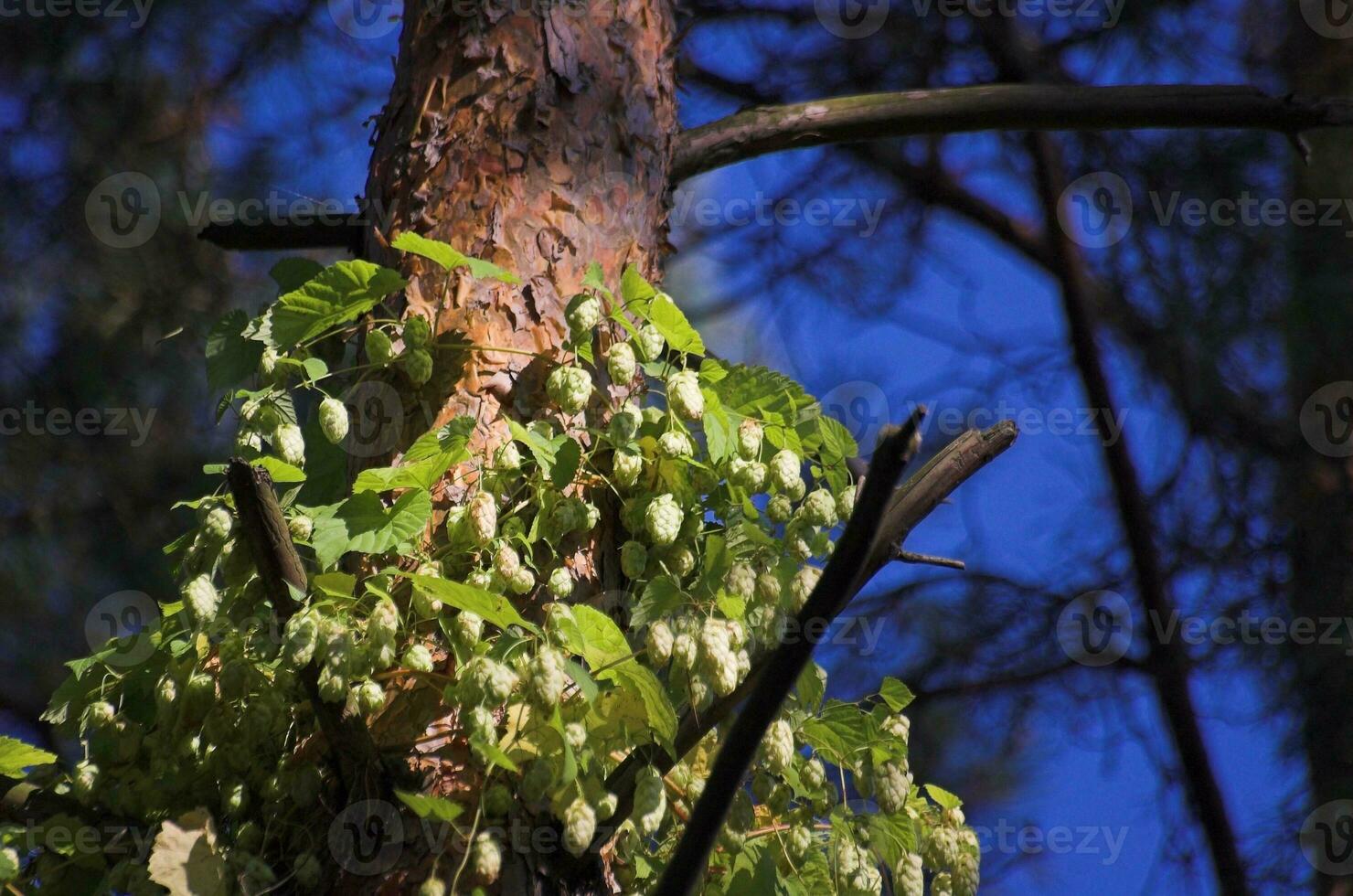 gusto en árbol foto