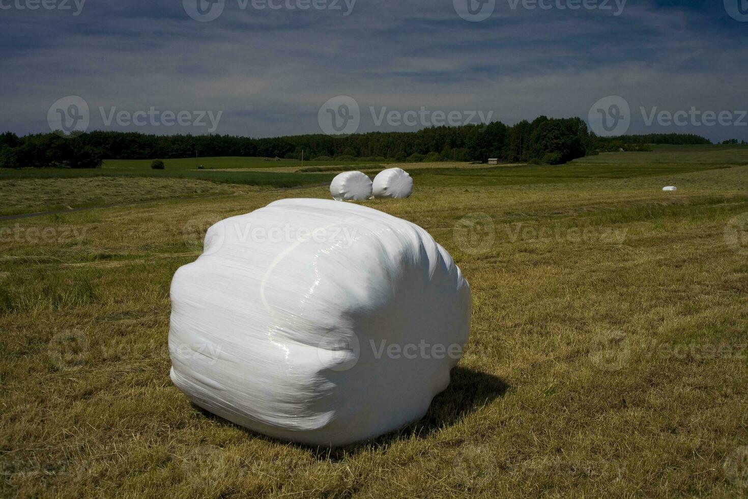 summer landscape poland photo