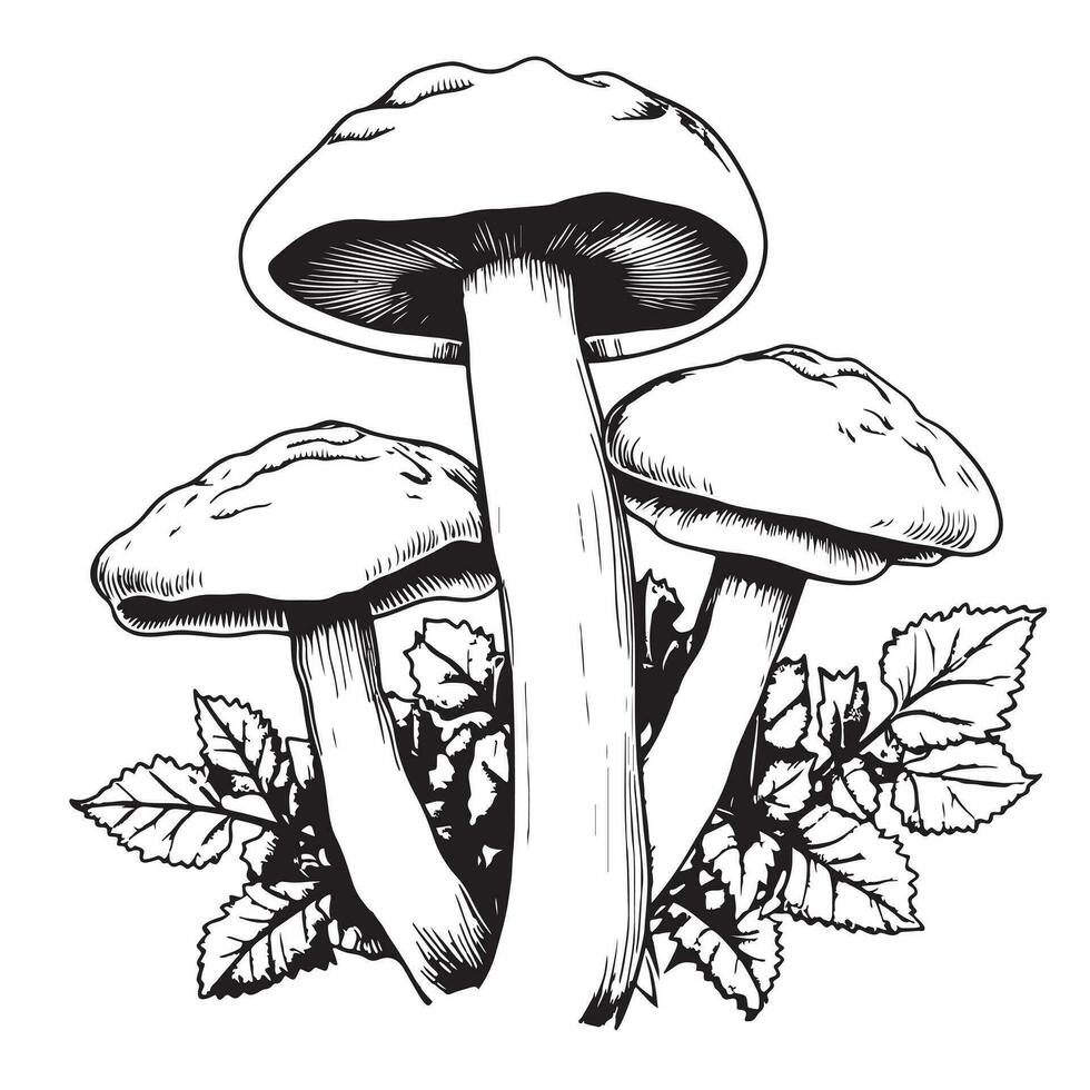 Poisonous mushrooms Vector illustration drawn by hand, family of inedible mushrooms Dangerous mushrooms, toadstool, fly agaric, white toadstool, family of mushrooms isolated on a white background