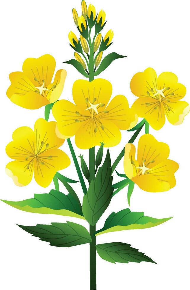 Evening Primrose vector