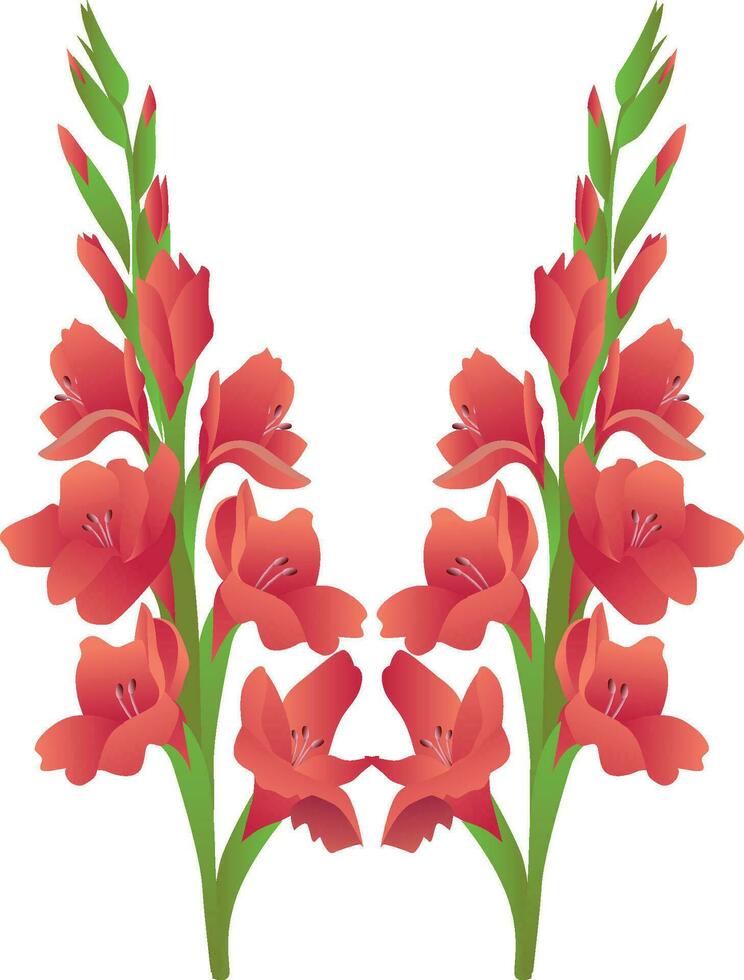 Gladiolus flower illustration vector