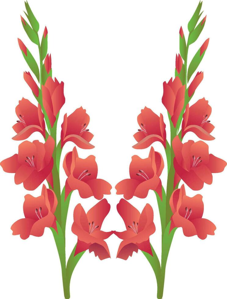 Gladiolus flower illustration vector