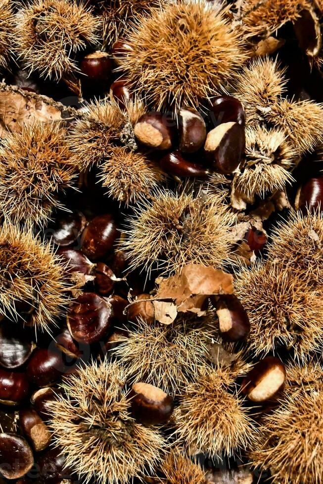 chestnuts are a type of nut that are used in many different ways photo