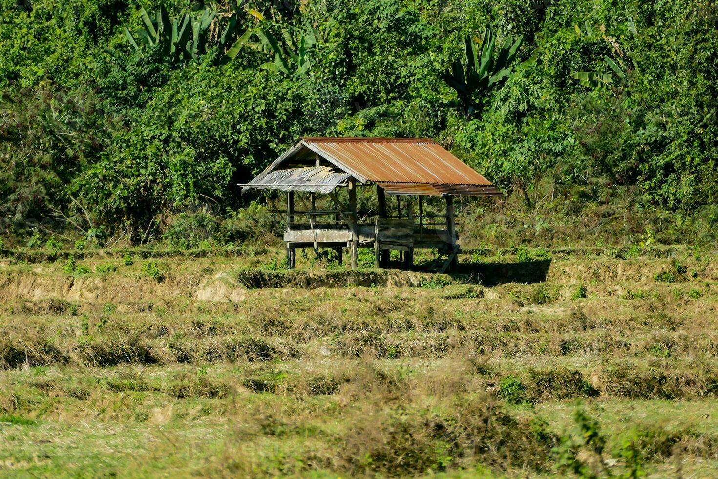 a hut in the middle of a field with trees photo