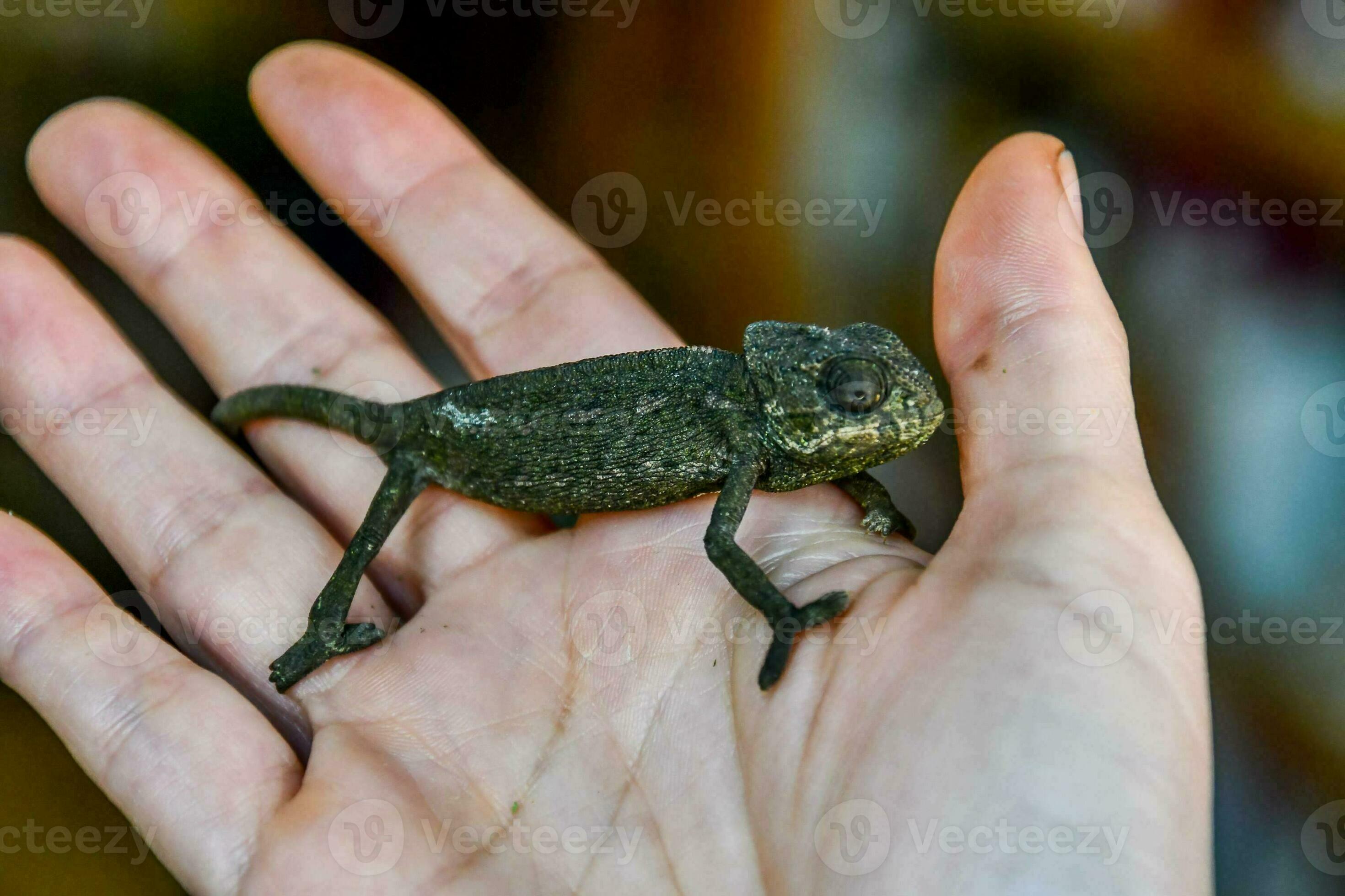a small lizard is sitting on a person's hand 34774515 Stock Photo
