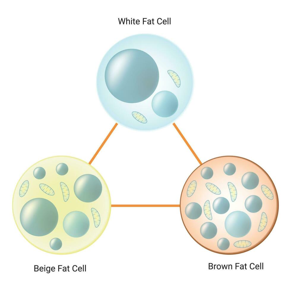 grasa célula tipos Ciencias diseño vector ilustración