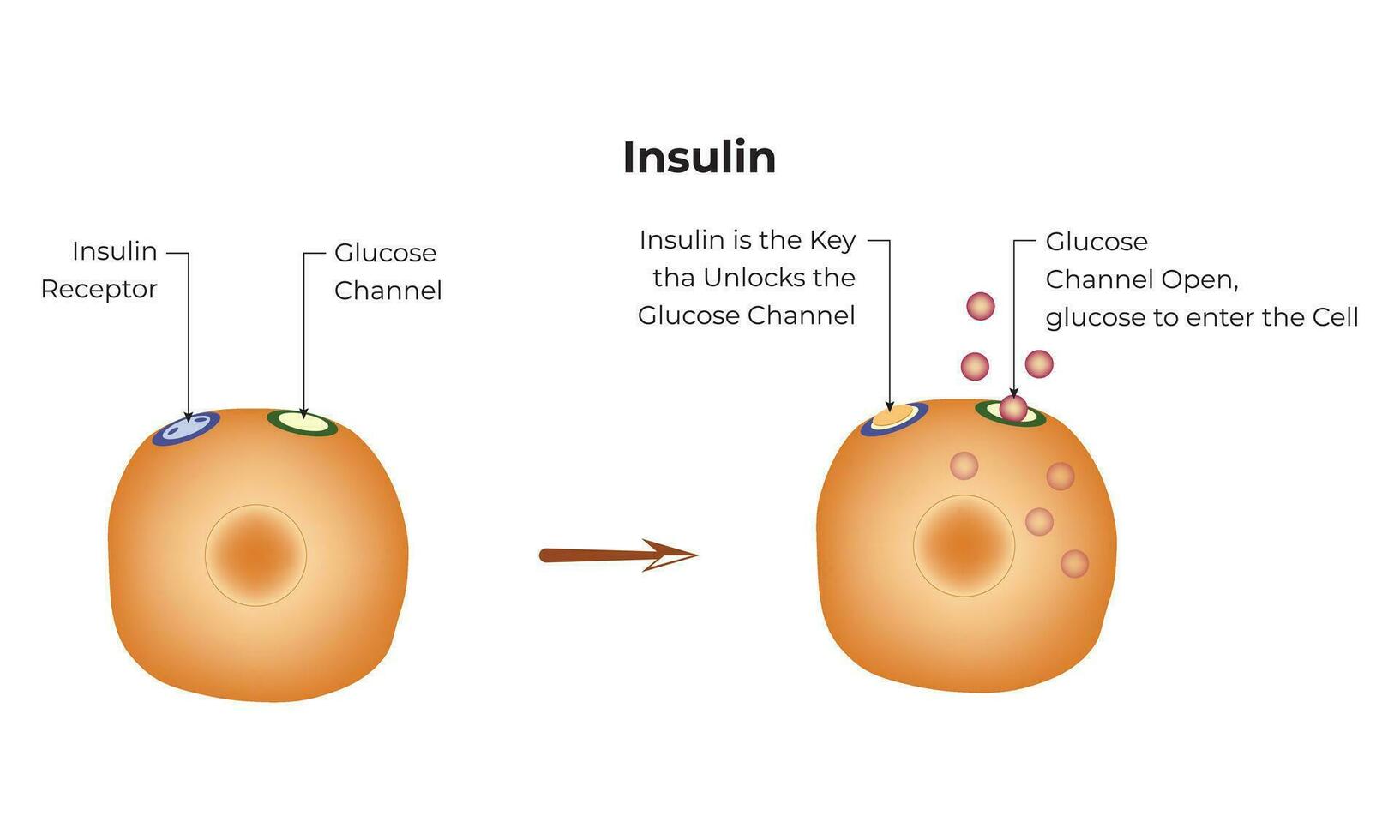 Insulin Vector Design Vector Diagram Illustration