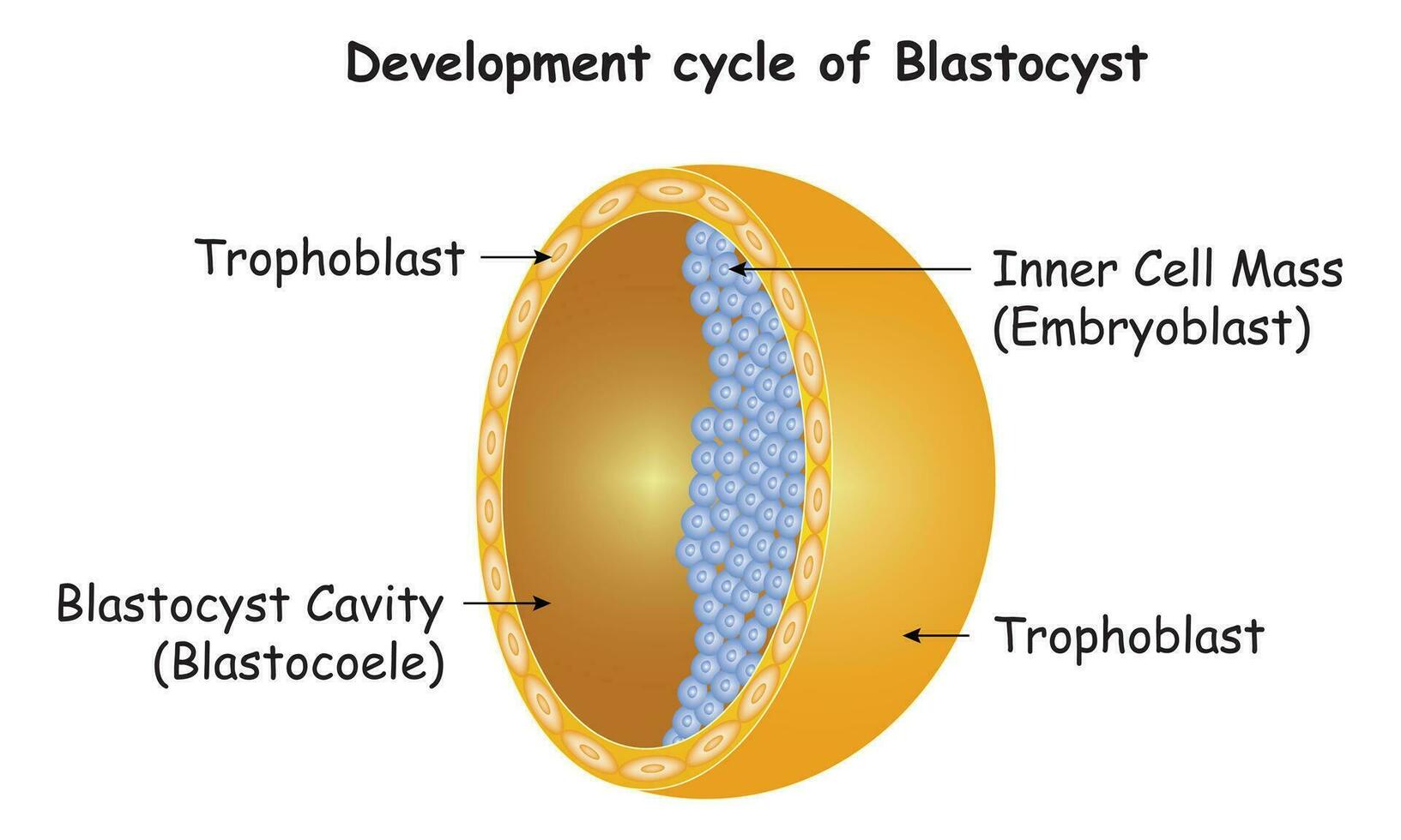 desarrollo ciclo de blastocisto Ciencias diseño vector diagrama