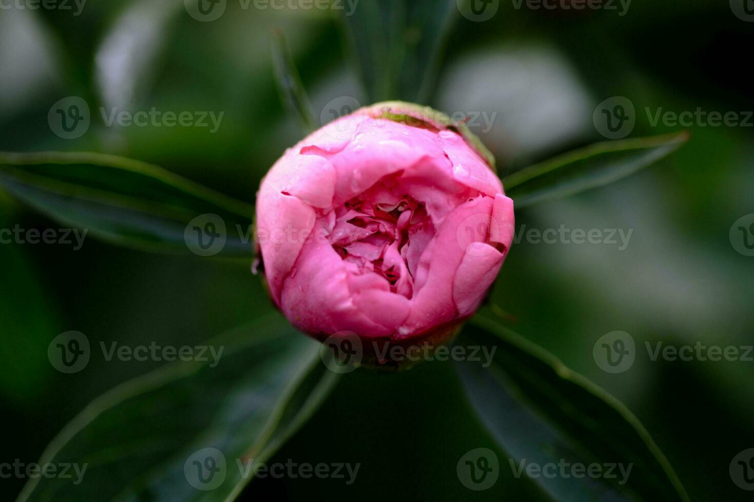 Risen bud pink peony photo