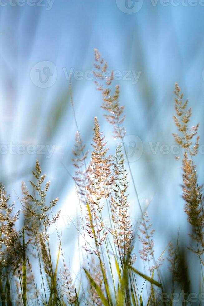 Spikelets in the setting sun photo