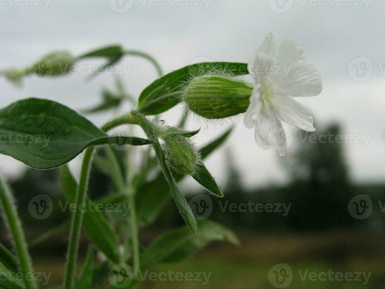 silene latifolia blanco campion, vejiga campion un blanco flor foto