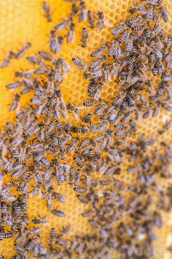 Bees on the honeycomb, top view. Honey cell with bees. Apiculture. Apiary. Wooden beehive and bees. beehive with honey bees, frames of the hive, top view. photo