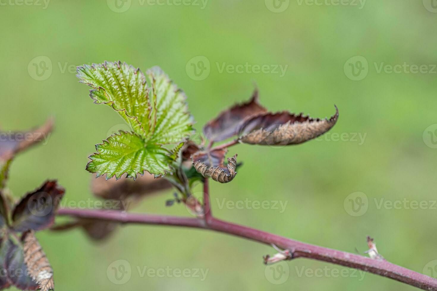 dead Blackberry leaves after frost in spring. Dried frozen leaves of plants after spring cold. photo