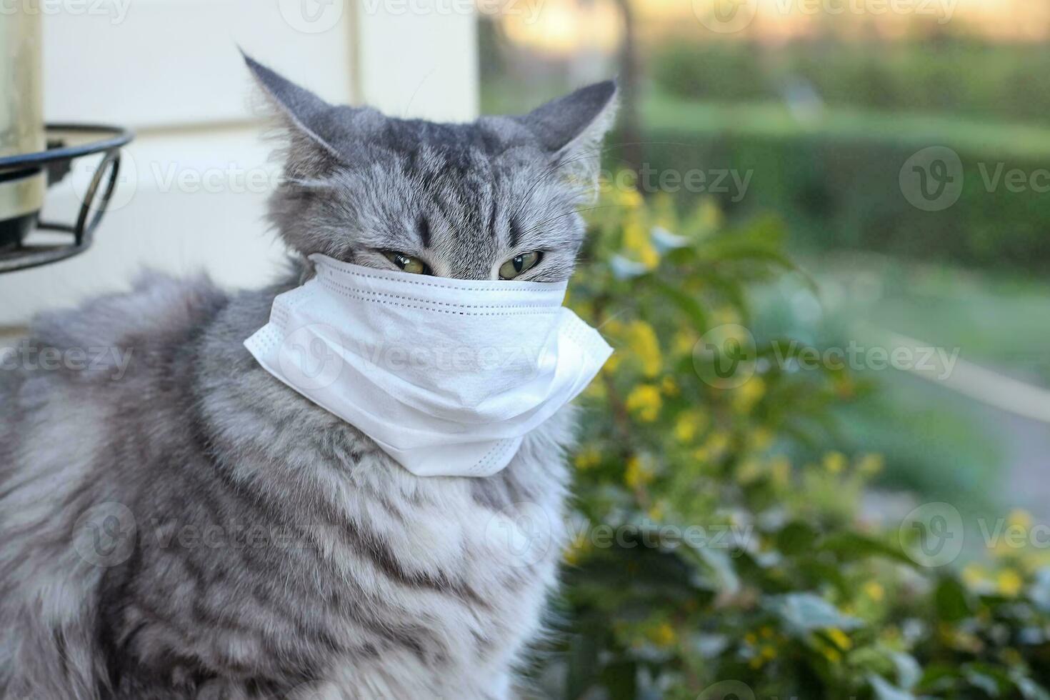 cat in face medical mask on outdoor during coronavirus quarantine. animal of viral disease. Sick animal during pandemic. photo