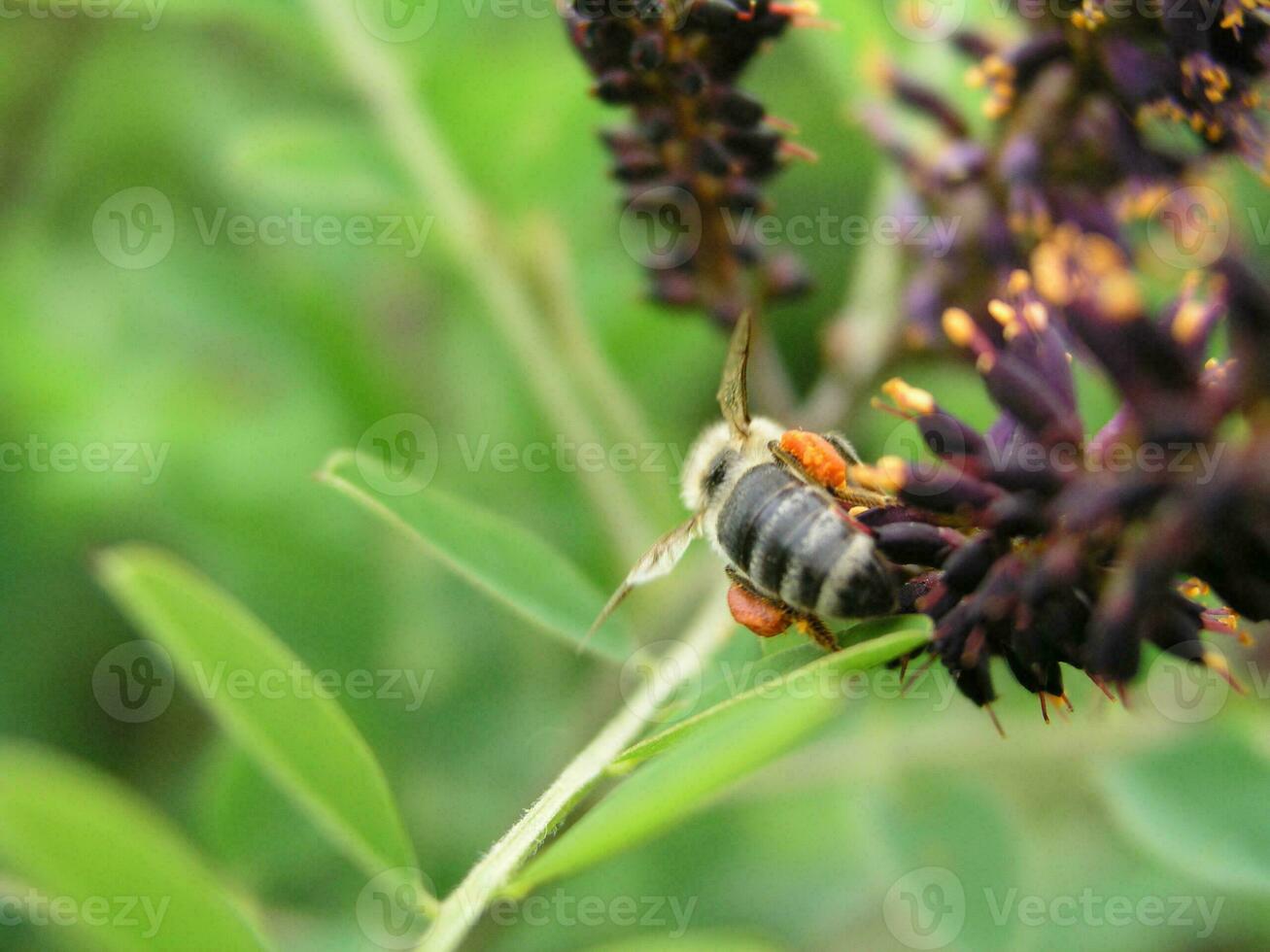 Amorpha fruticosa or desert false indigo, false indigo-bush, and photo