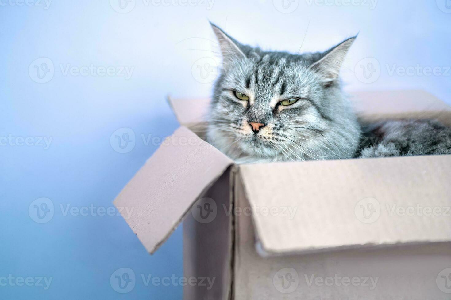 Grey striped cat in mail cardboard box. Shipment of goods during coronavirus. concept of mail and delivery post photo