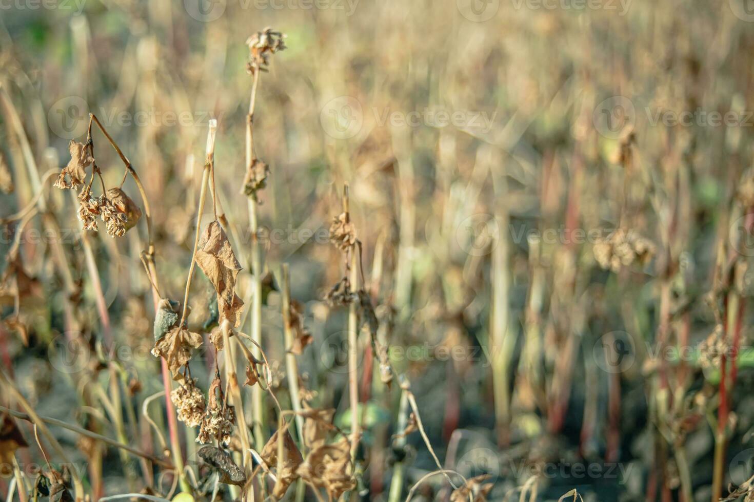 Buckwheat after frost. Frozen leaves and flowers of Buckwheat. Plants after sharp cold snap. Dead parts of plants after frost. destroyed crops, collapse of business. Problems of agronomy photo