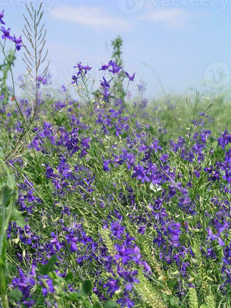 Consolida regalis, forking larkspur, rocket-larkspur, and field larkspur close-up of purple flowers growing in a meadow. Honey and medicinal plants in Europe. drug plants photo
