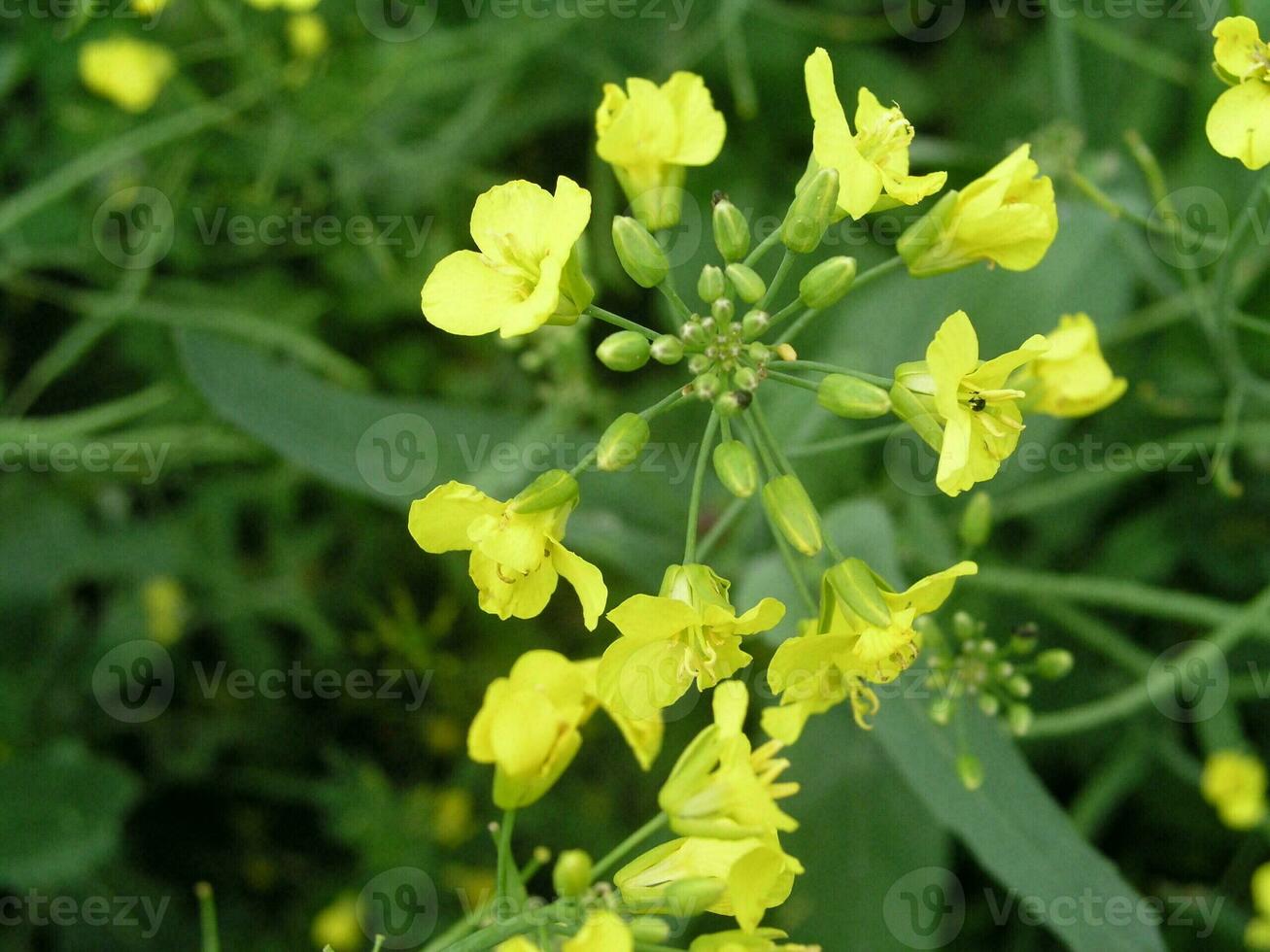 Brassica campestris field mustard, bird rape, keblock, and