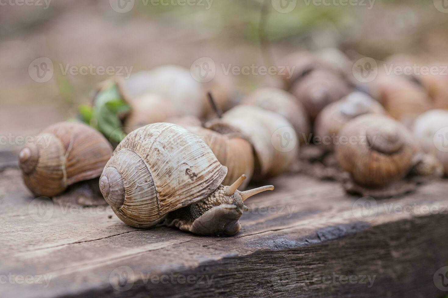 bunch of hand-picked grape snails, summer day in garden. Grape snail farm for restaurants. edible snail or escargot, is a species of large, edible, air-breathing land on wooden plank. photo