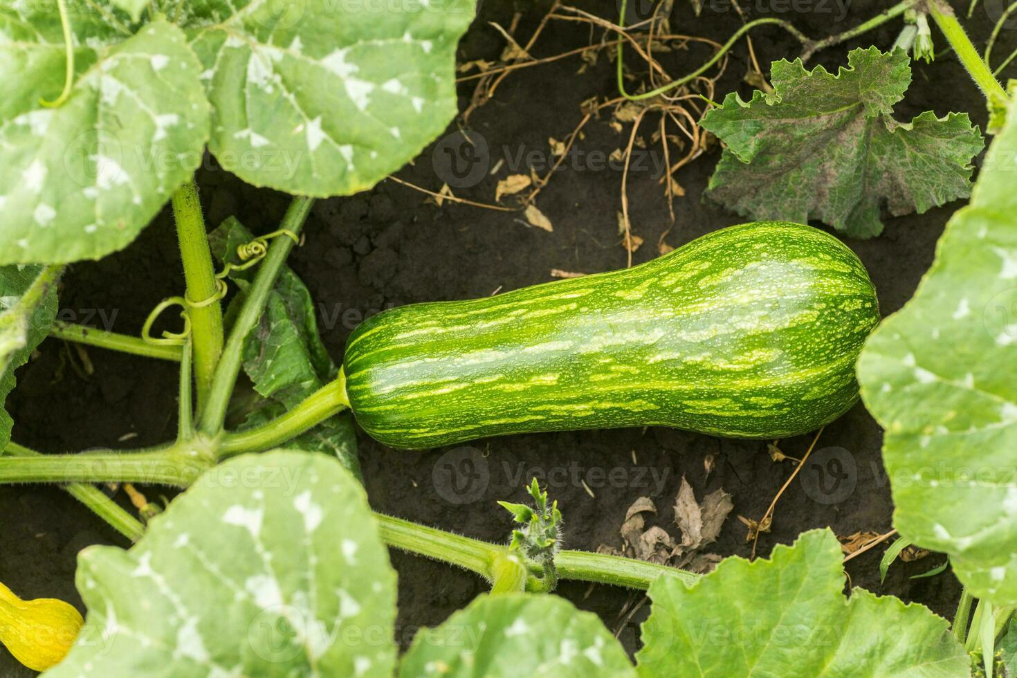 Cucurbita pepo among the bushes in the garden surrounded by leaves. Green not ripe pumpkin in garden in the village. Ecological farming. Pure product sprouted on the site. photo