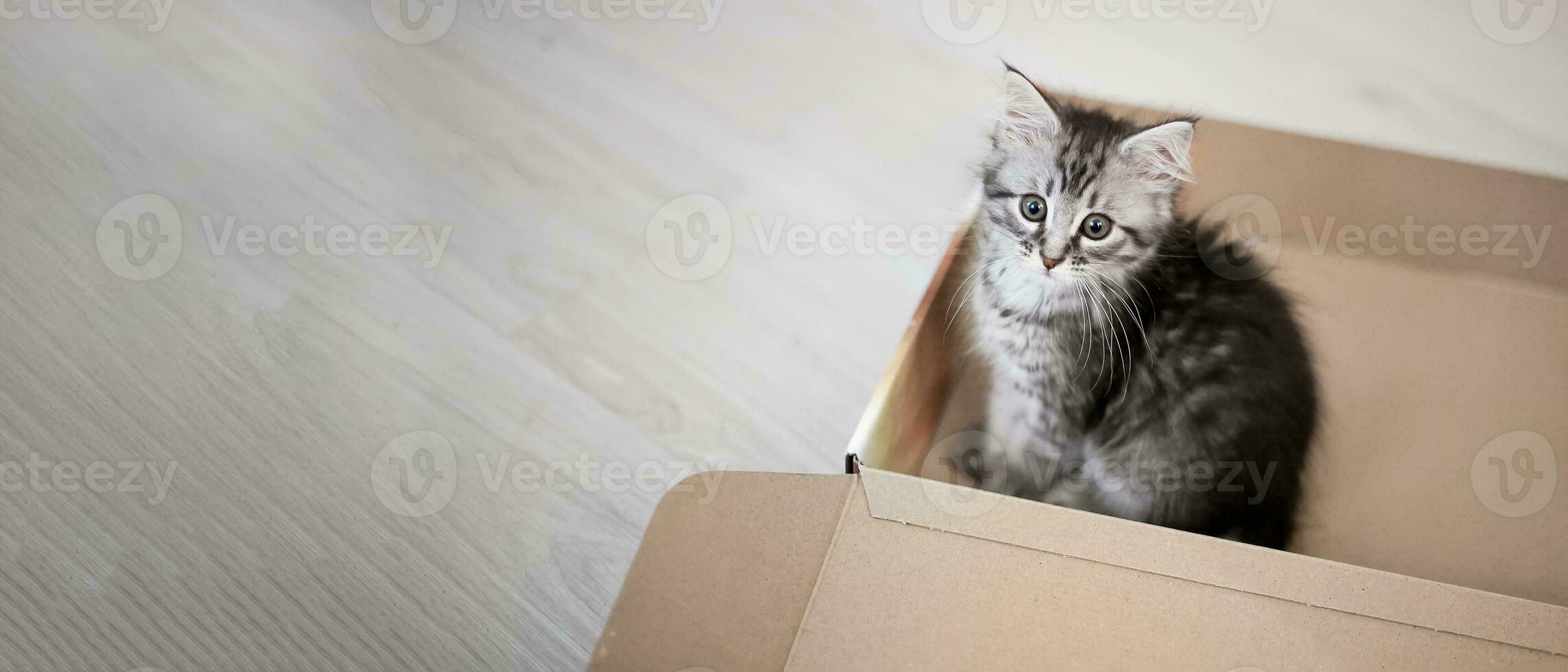 small kitten in an open cardboard box. Postal Service. Sending goods to animals. photo