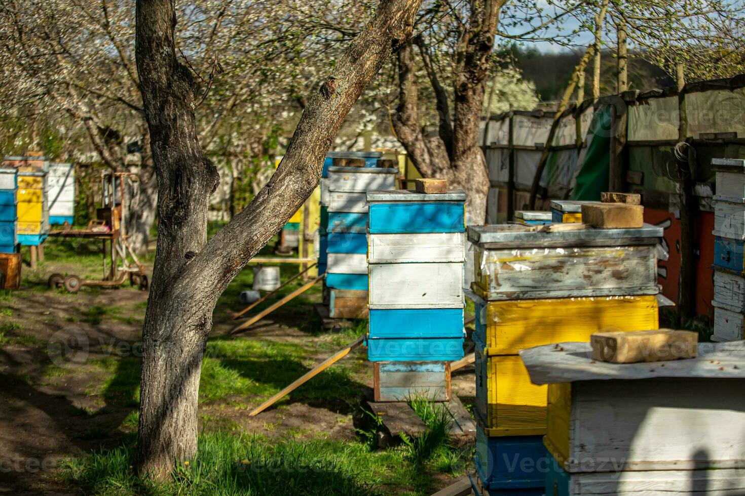 Blossoming garden with apiary. Bees spring under the flowering trees of apple trees. Red tulips on the background of hives. . Selective focus photo