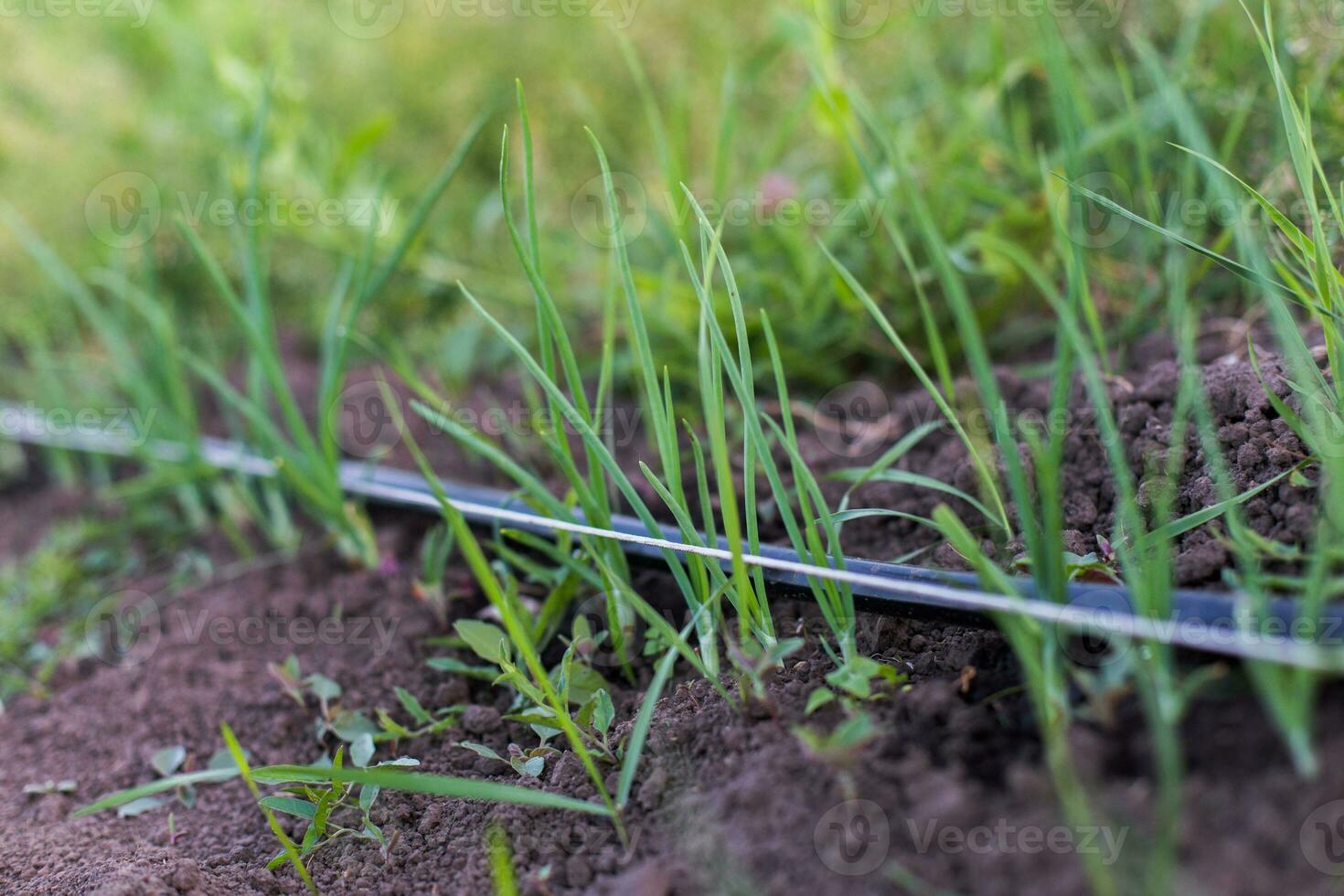 Spring garden plants - garlic, onion. bow grows on bedsCultivation of onions in the garden in the village in the country. photo