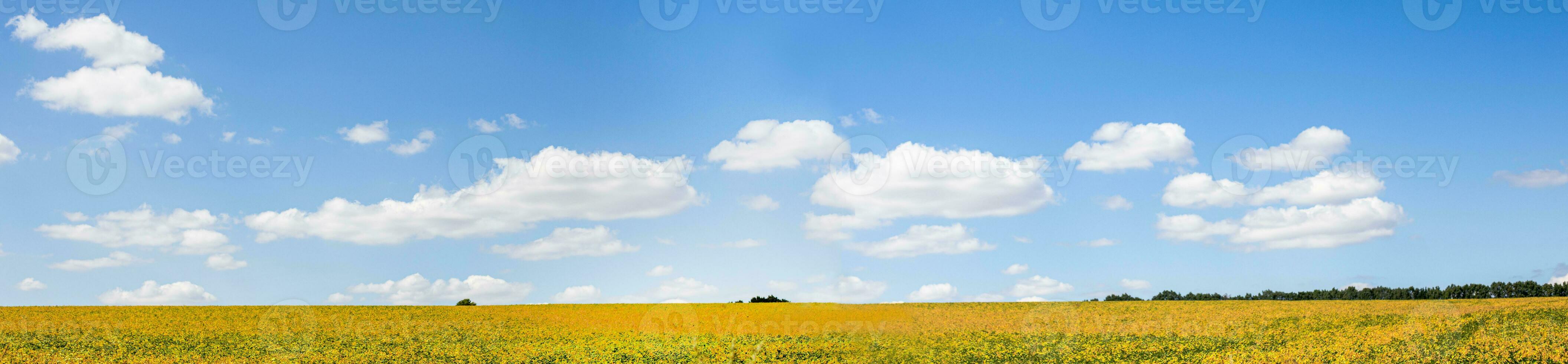 field with mature yellow soybean against blue sky with white clouds. Growing foods for vegetarians. Growing foods for vegetarians. photo