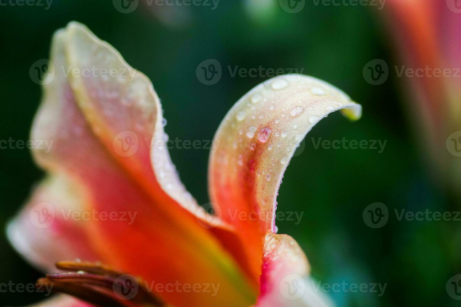 drop of rain on petal of orange Lilium, true lilies photo