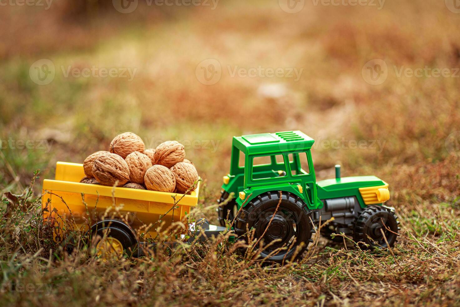 Green tractor carries nuts in the back. Toy tractor with a crop of ripe walnuts. photo