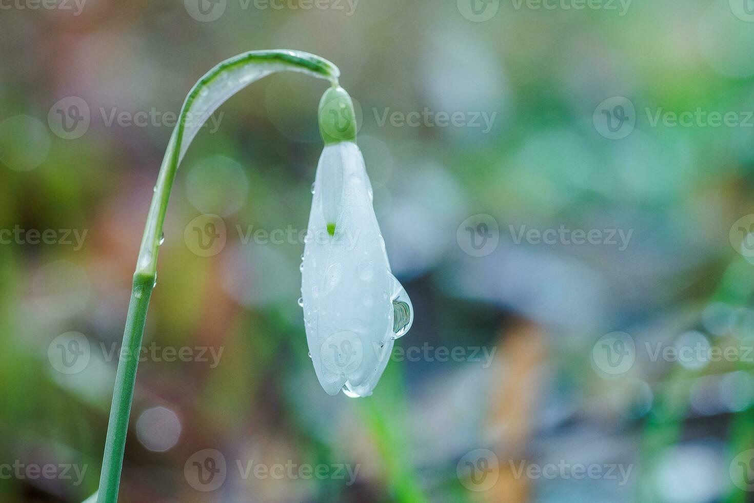 Galanthus, snowdrop three flowers against the background of trees. photo