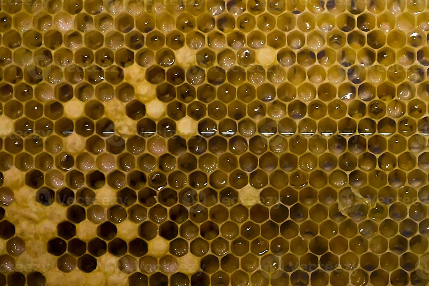 Honeycombs with larvae of honeybees. Large white bee larvae. photo