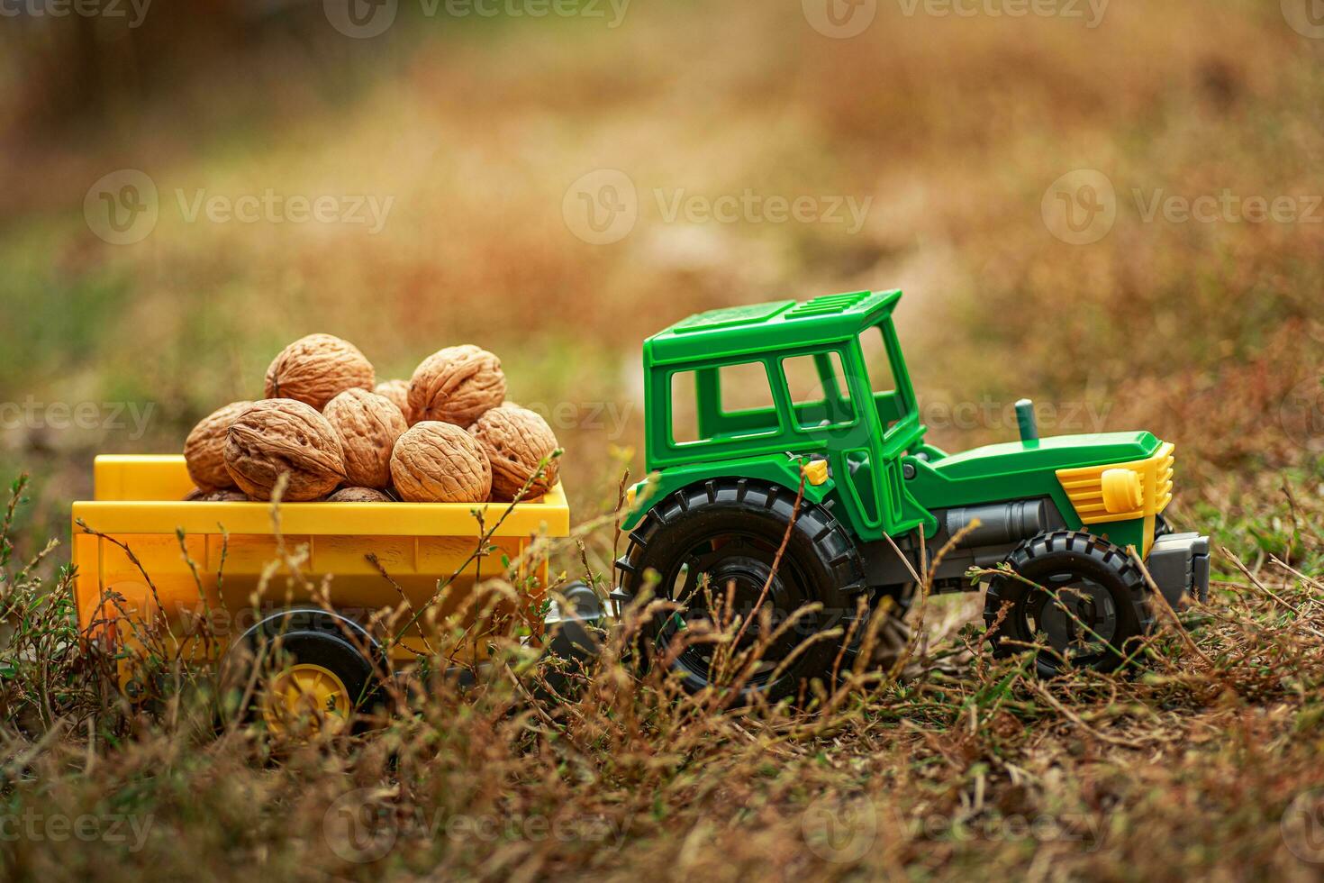 Green tractor carries nuts in the back. Toy tractor with a crop of ripe walnuts. Autumn photophone. photo