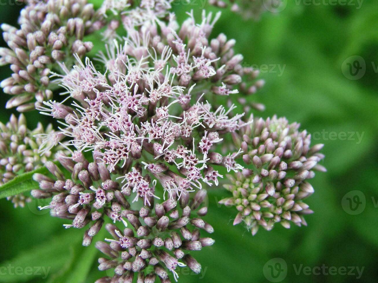 Pink fluffy flowers Eupatorium cannabinum, hemp-agrimony or holy rope growing on meadow. Honey and medicinal plants in Europe. drug plants photo