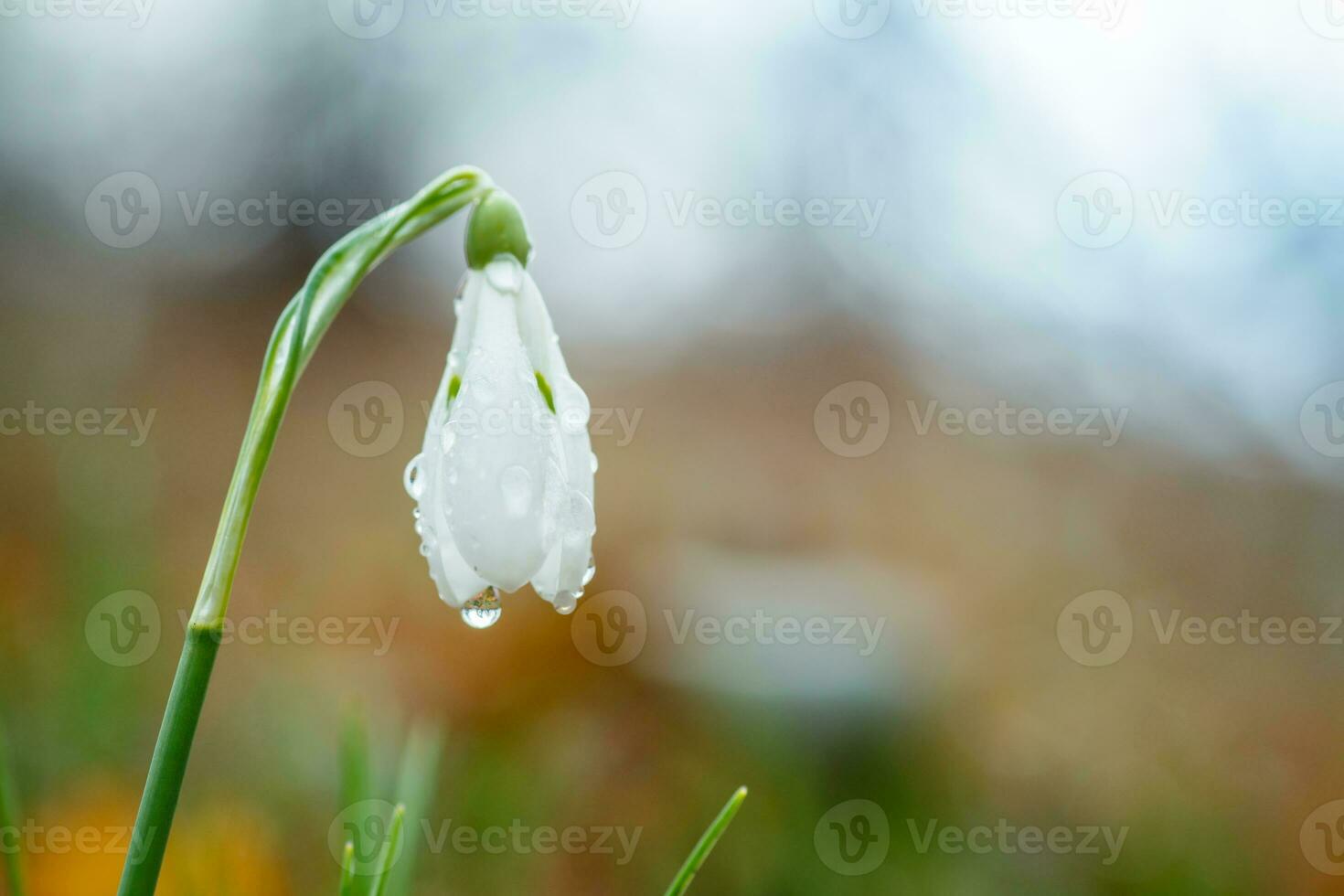 Galanthus, snowdrop three flowers against the background of trees. photo