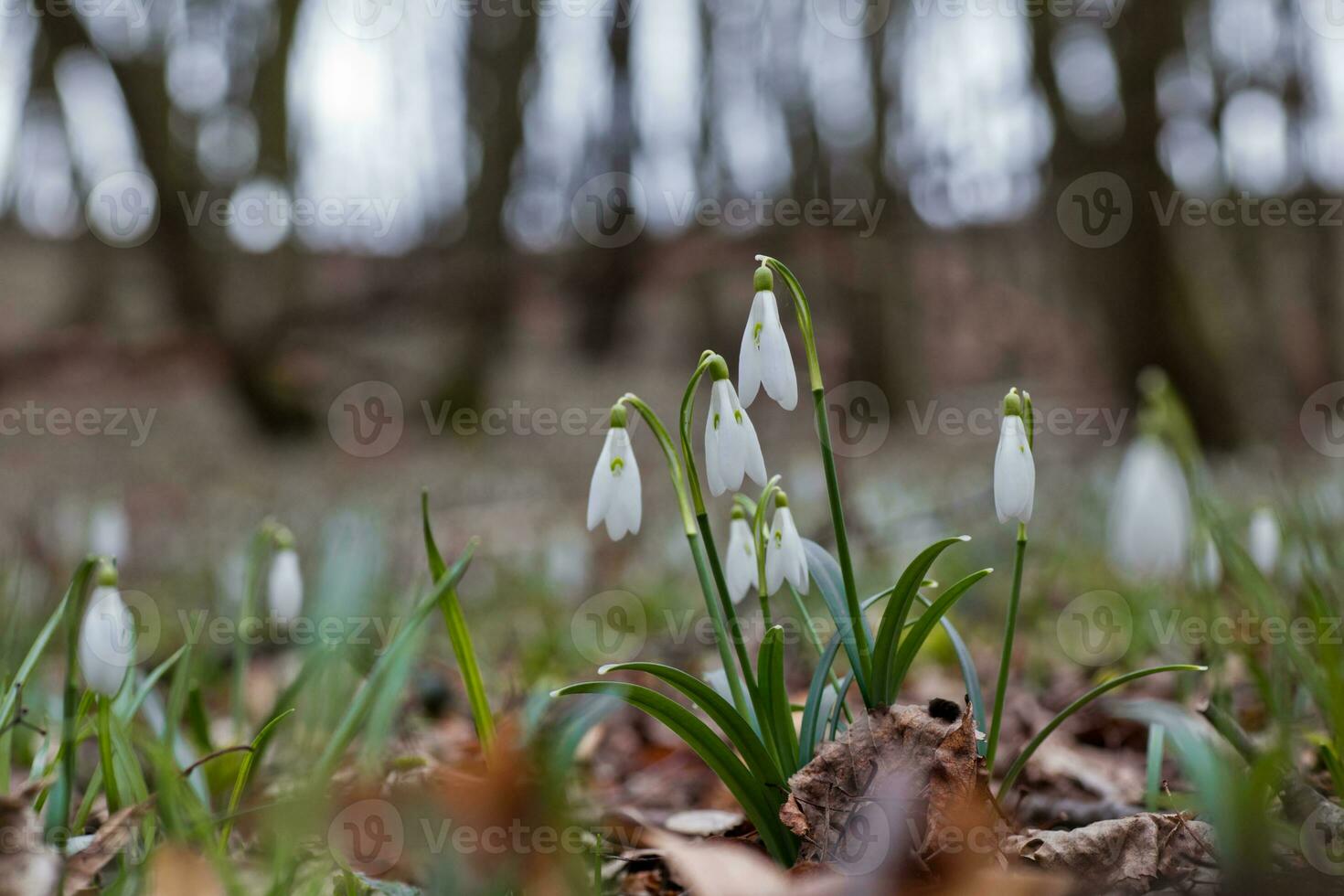 Galanthus, snowdrop three flowers against the background of trees. photo