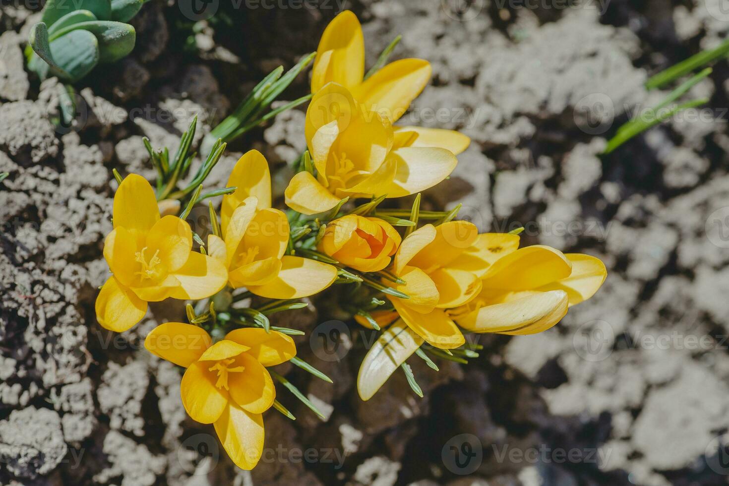 azafrán, azafrán o Croci ese floraciones en el prado. foto