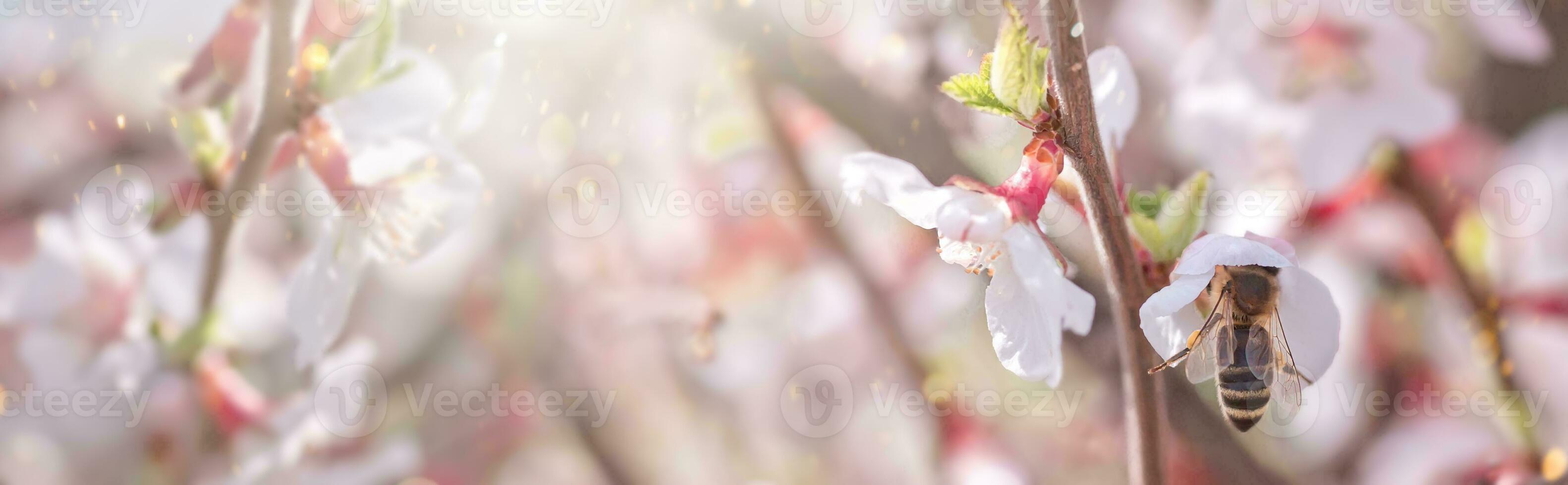 Bee on flower of Nanking cherry Prunus tomentosa photo