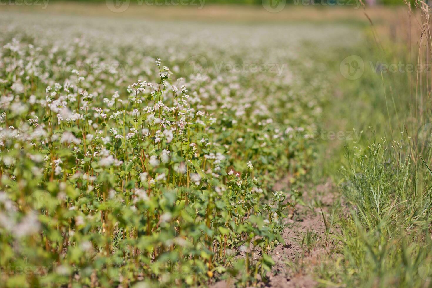 Field of buckwheat on a background of a stormy sky. Buckwheat, Fagopyrum esculentum, Japanese buckwheat and silverhull buckwheat blooming on the field. Close-up flowers of buckwheat photo