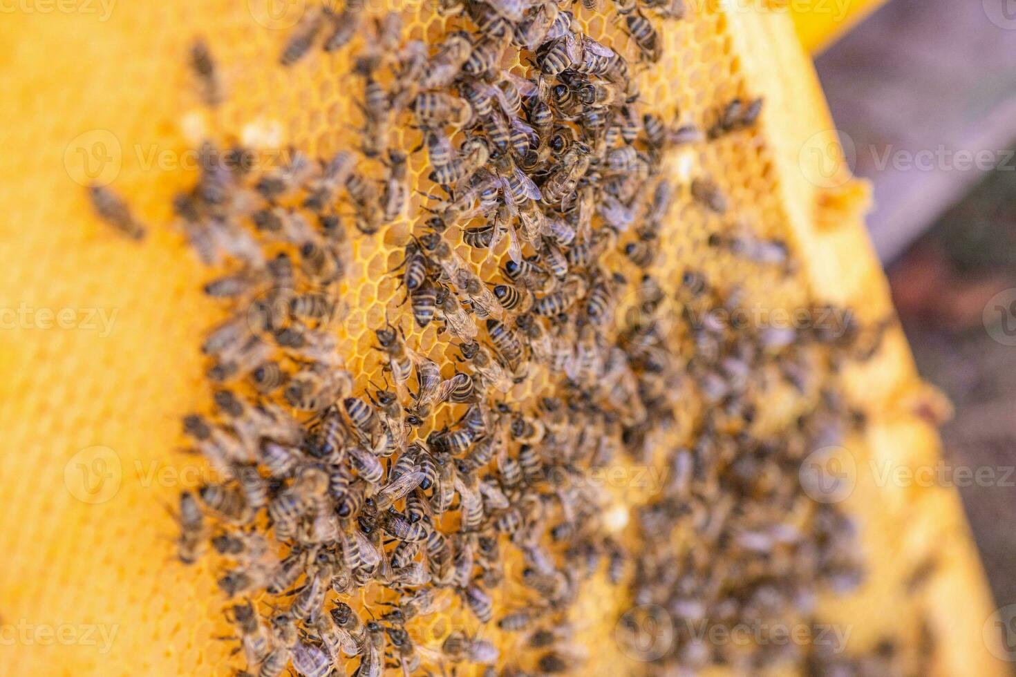 Bees on the honeycomb, top view. Honey cell with bees. Apiculture. Apiary. Wooden beehive and bees. beehive with honey bees, frames of the hive, top view. photo
