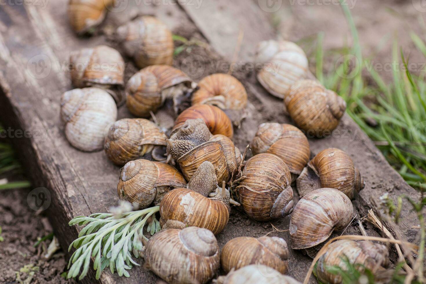 bunch of hand-picked grape snails, summer day in garden. Grape snail farm for restaurants. edible snail or escargot, is a species of large, edible, air-breathing land on wooden plank. photo