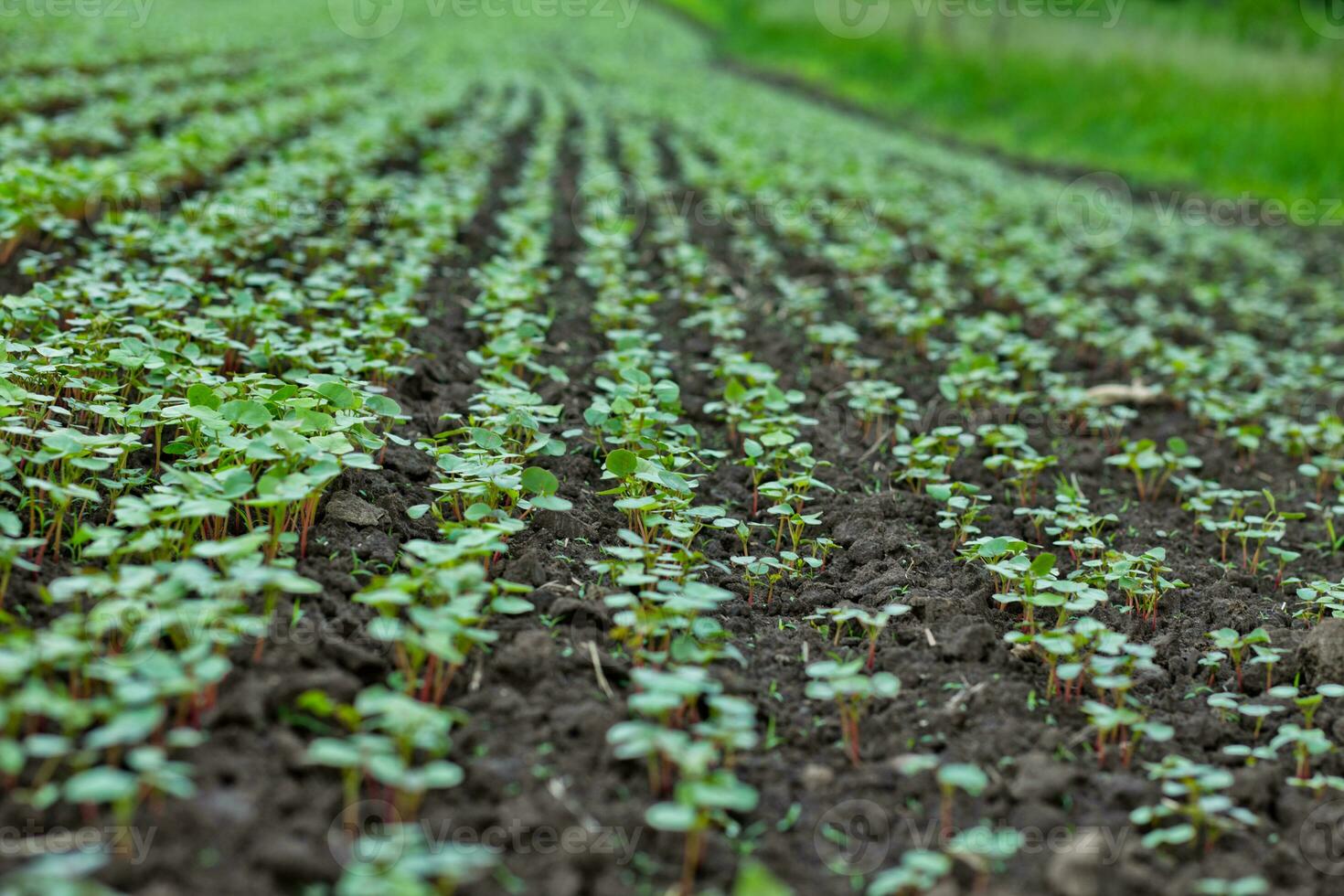 Field of sprout buckwheat on background of sky. Buckwheat, Fagopyrum esculentum, Japanese buckwheat and silverhull buckwheat on the field. photo