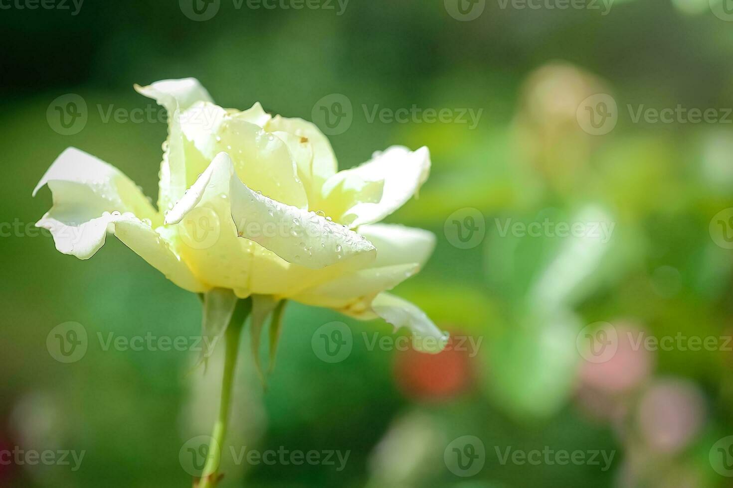 Fully open white rose with green petals in garden on flower bed. Blooming beautiful rose on background of green leaves of garden photo