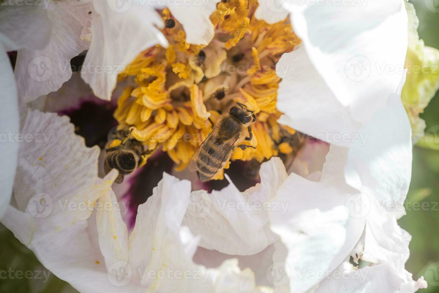 Bees collect pollen from Paeonia suffruticosa, tree peony or paeony flower. There are many bees inside the flower. photo