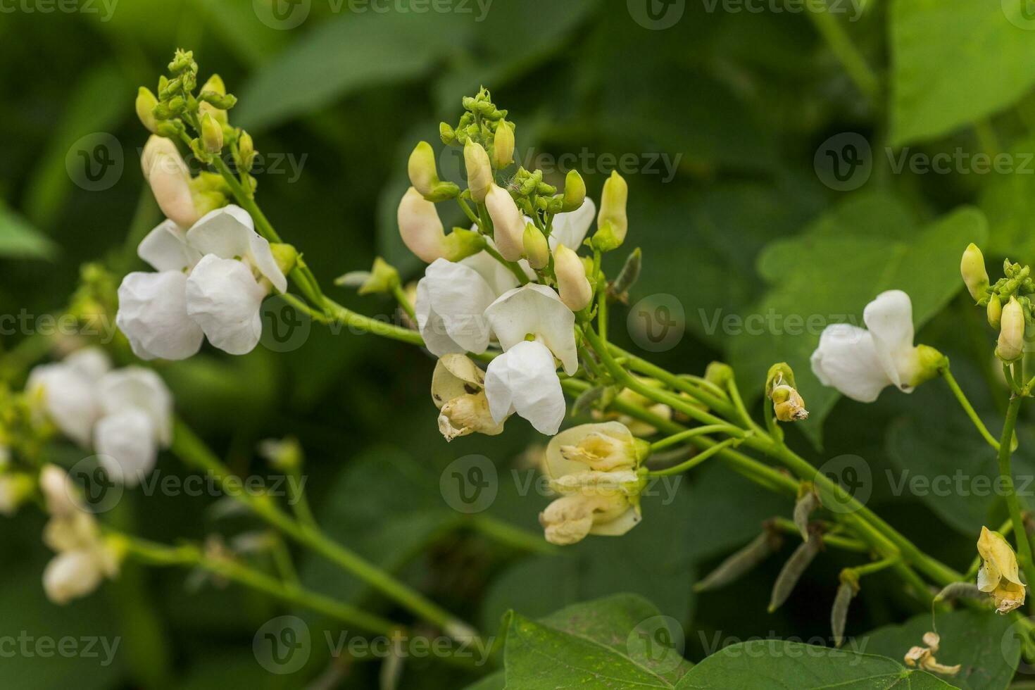 white Flowers of green bean on a bush. French beans growing on the field. Plants of flowering string beans. snap beans slices. haricots vert close up. photo
