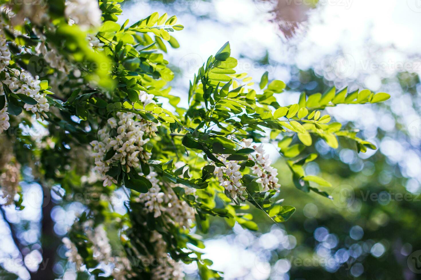 Honey bee collects nectar from white flowers tree acacia, Robinia pseudoacacia, black locust, false acacia. Blooming clusters of acacia. Honey spring plant. Collect nectar. Plant with healthy and delicious honey. photo