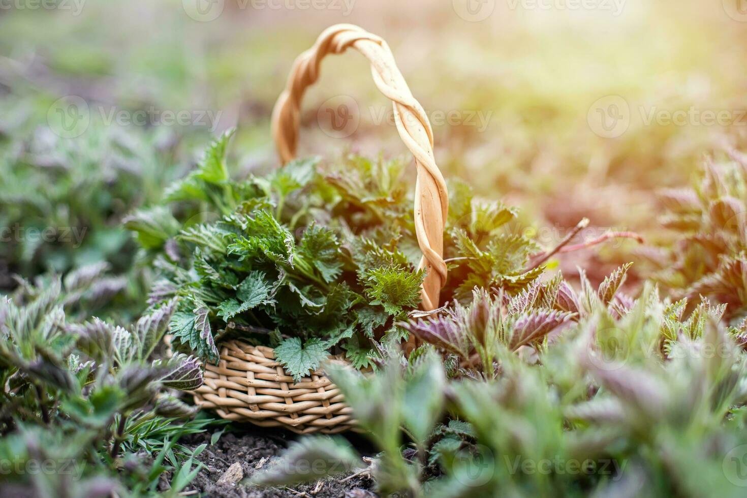 Nettle bush among growing young spring. Collection of first spring young environmentally friendly place nettles for vitamin salad. Medicinal herbs for alternative medicine. photo