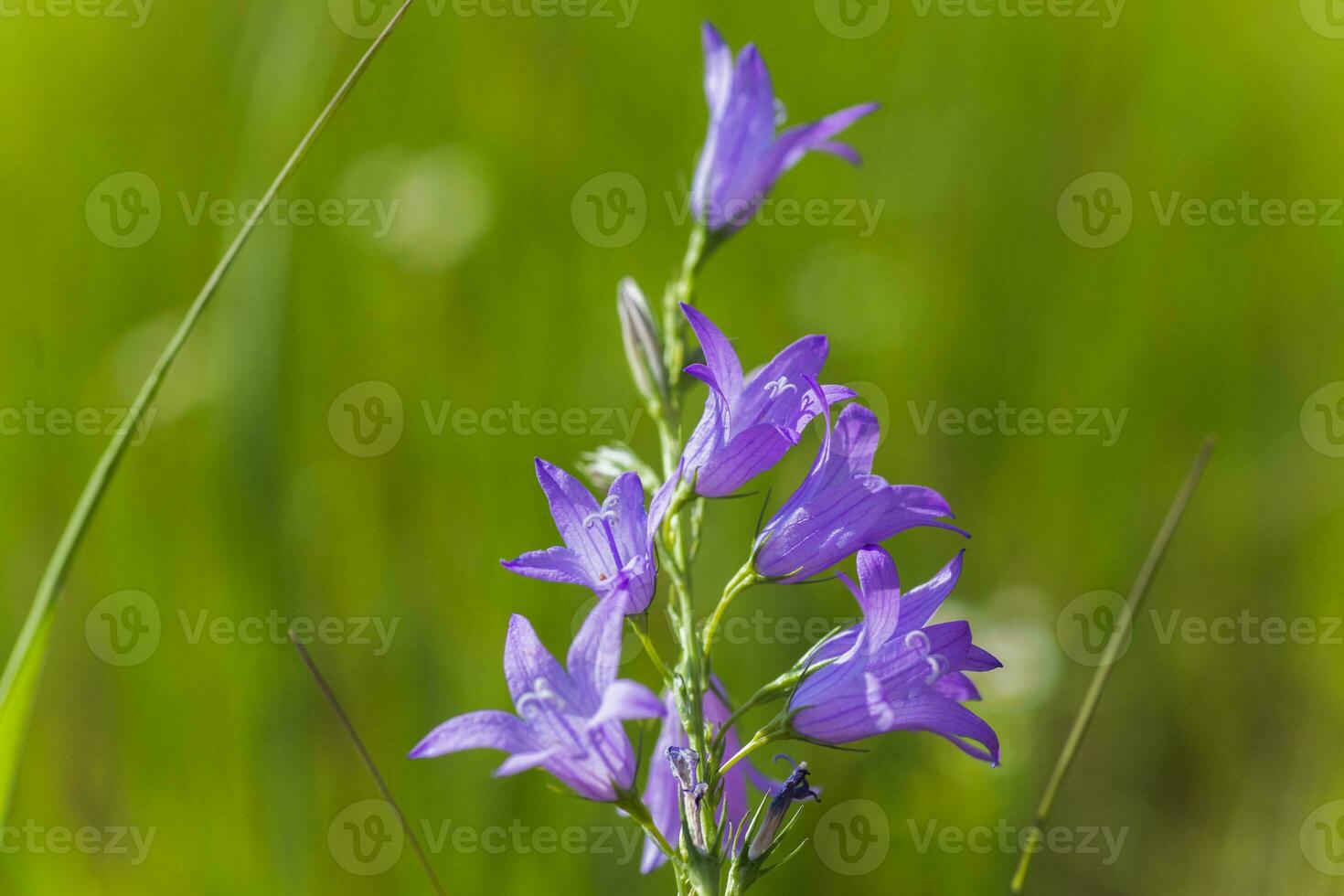Campanula rapunculoides, creeping bellflower, or rampion bellflower. Violet flowers and buds of a campanula on field. photo