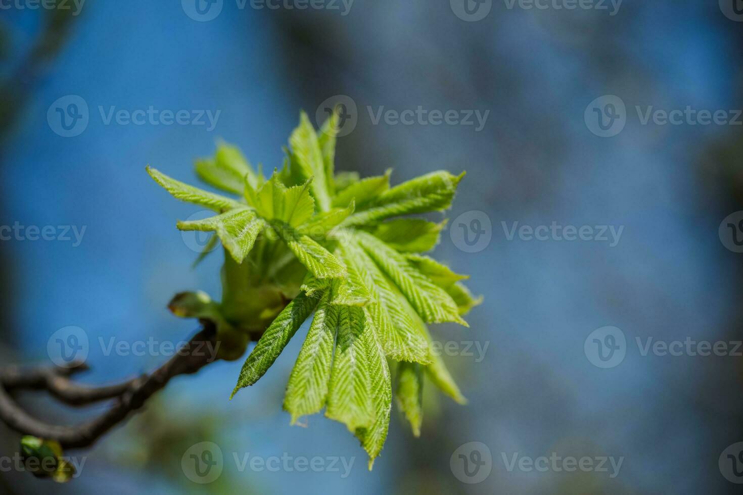 Many young fresh leaves of horse chestnut on a branch. photo